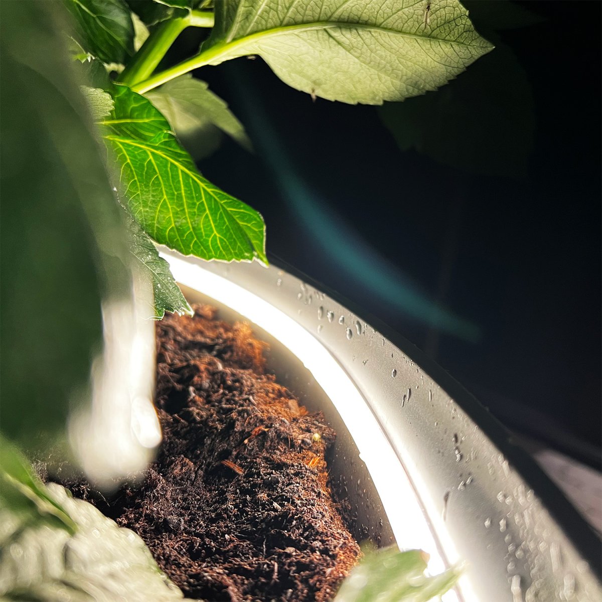 Strip (5m) Hvit Fra Lightson - Den bøyelige og fleksible lysstripen (5m med 3m startkabel) gir et homogent varmhvitt lys, Perfekt for steder hvor det noen ganger kan være vanskelig å belyse jevnt og hvor du ønsker å forsterke linjer i tregulv eller fasader.