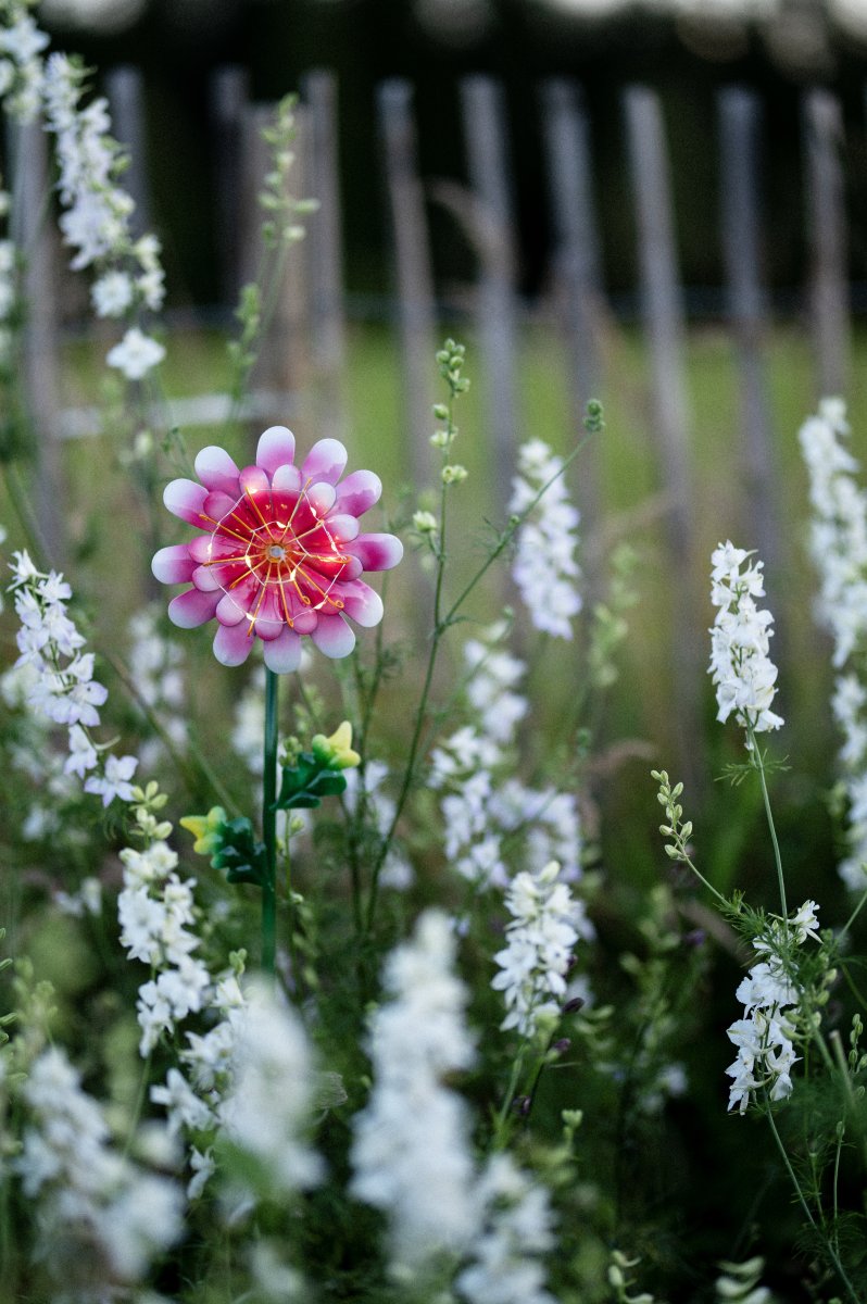 Daisy Rosa solcellelampe Fra Star Trading - Den utskårne metallblomsten gir en vakker dekorasjon og er enkel å plassere i en plante i hagen eller på et bord.