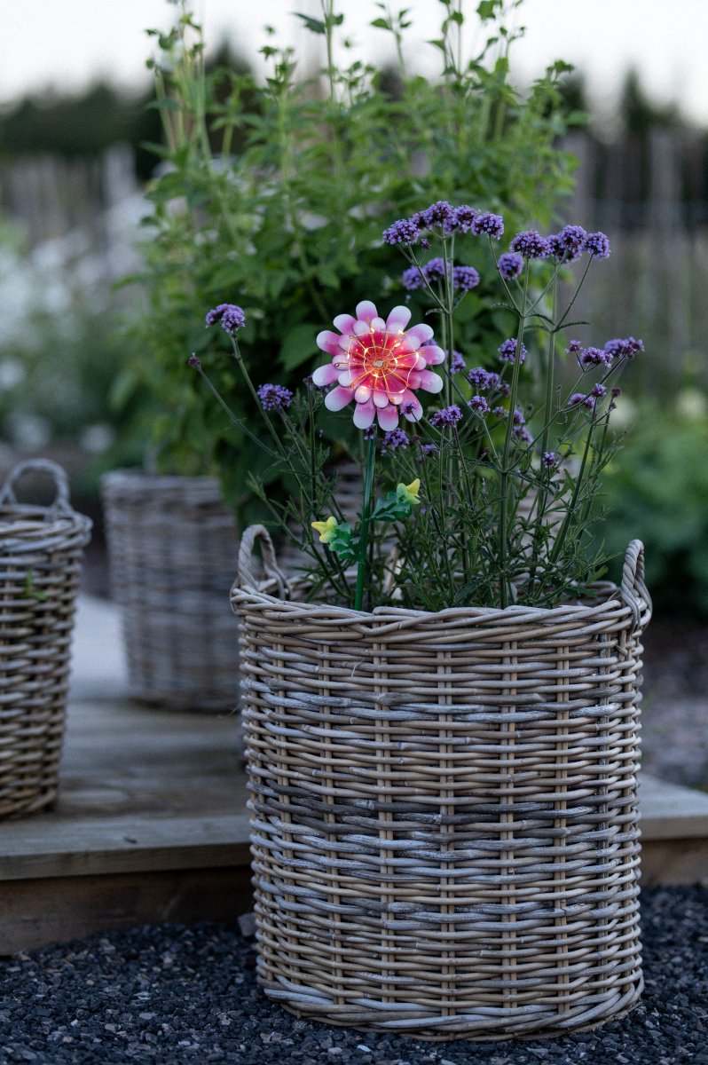 Daisy Rosa solcellelampe Fra Star Trading - Den utskårne metallblomsten gir en vakker dekorasjon og er enkel å plassere i en plante i hagen eller på et bord.