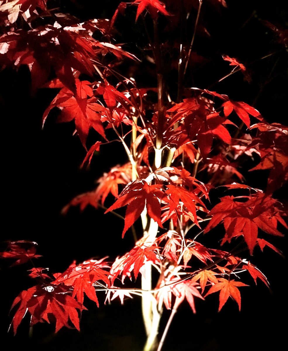 Optica Sølv Fra Lightson - Optica er en ganske liten lampe som passer til mindre trær og busker eller når du ønsker å belyse enkeltobjekter, som f.