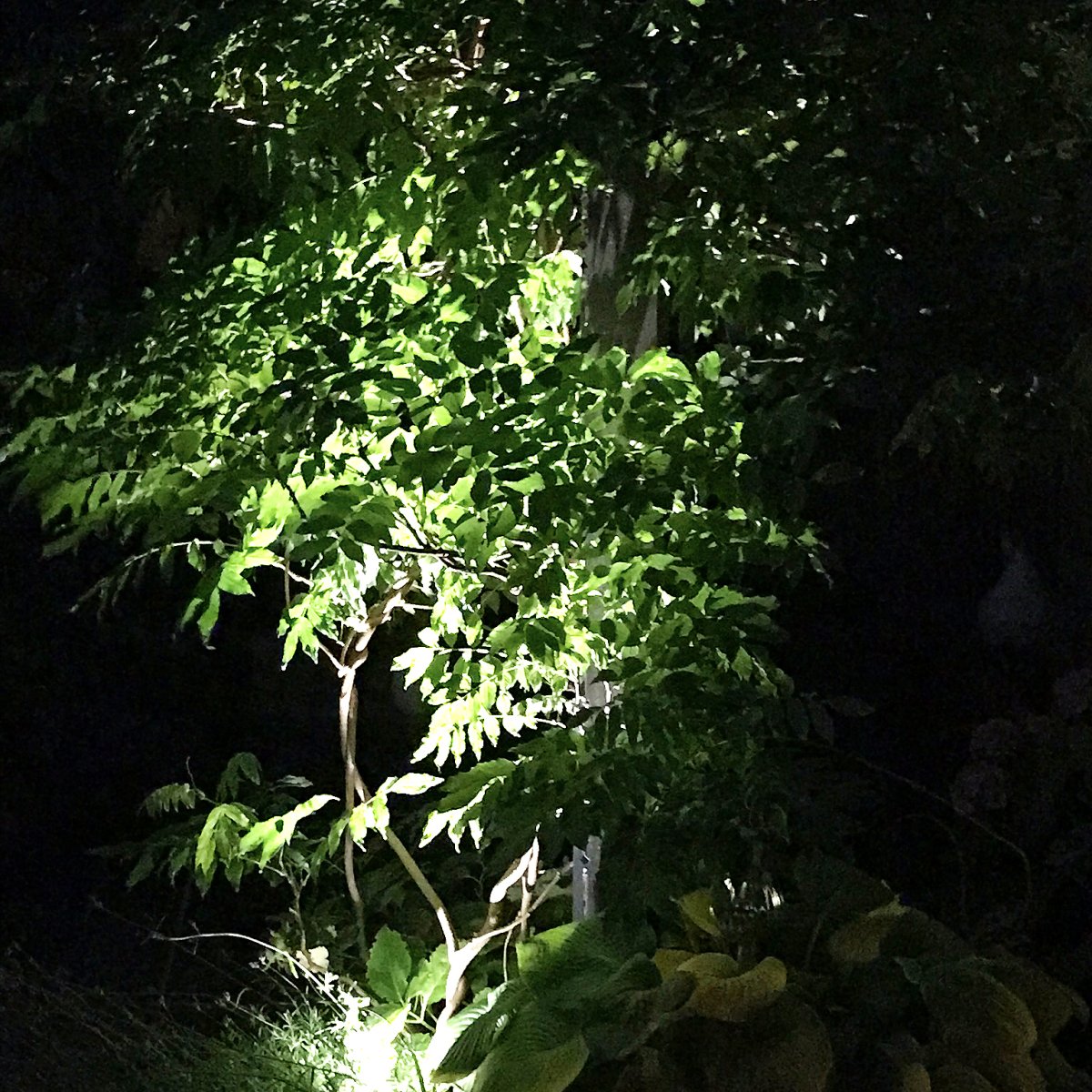 Optica Sølv Fra Lightson - Optica er en ganske liten lampe som passer til mindre trær og busker eller når du ønsker å belyse enkeltobjekter, som f.