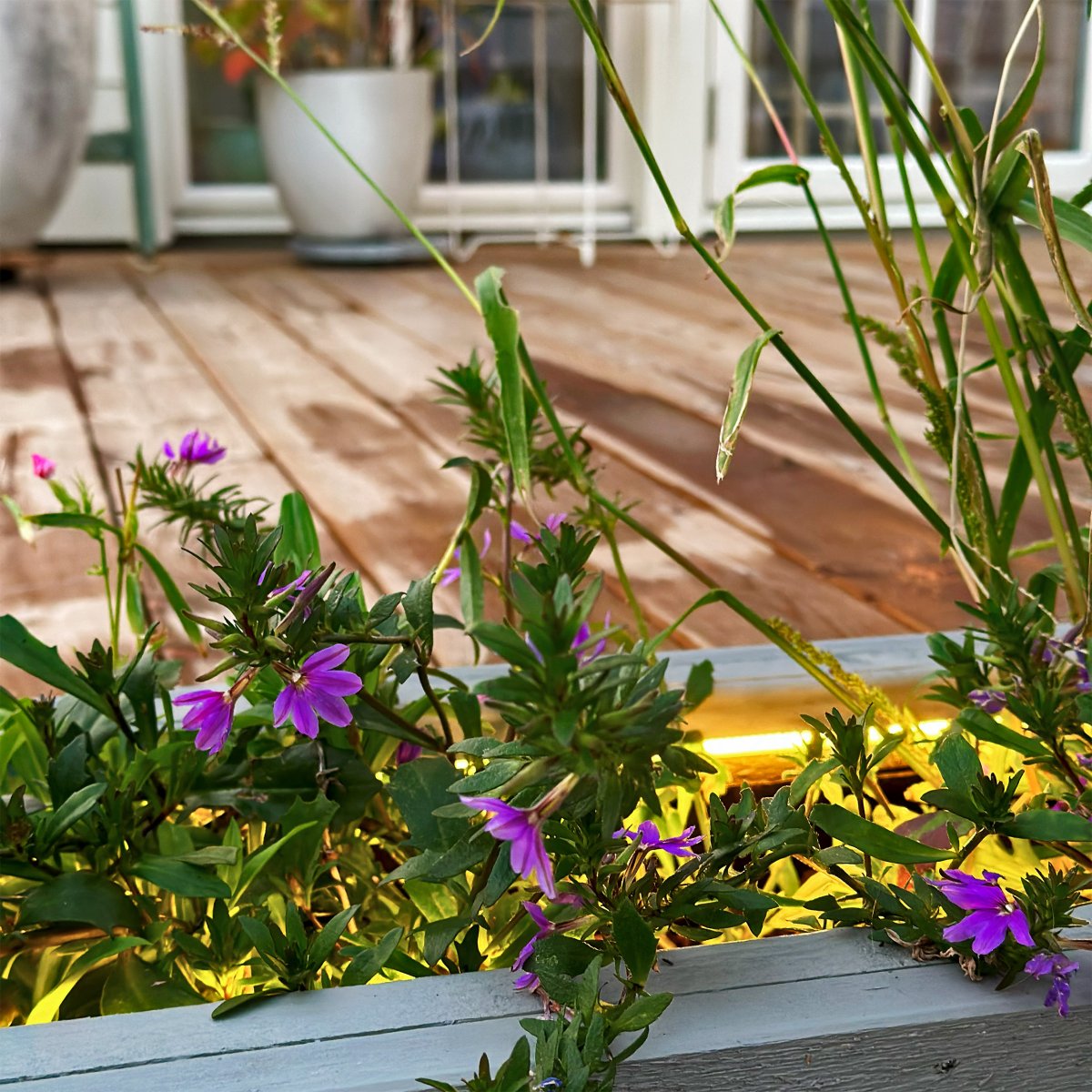 Strip (5m) Hvit Fra Lightson - Den bøyelige og fleksible lysstripen (5m med 3m startkabel) gir et homogent varmhvitt lys, Perfekt for steder hvor det noen ganger kan være vanskelig å belyse jevnt og hvor du ønsker å forsterke linjer i tregulv eller fasader.