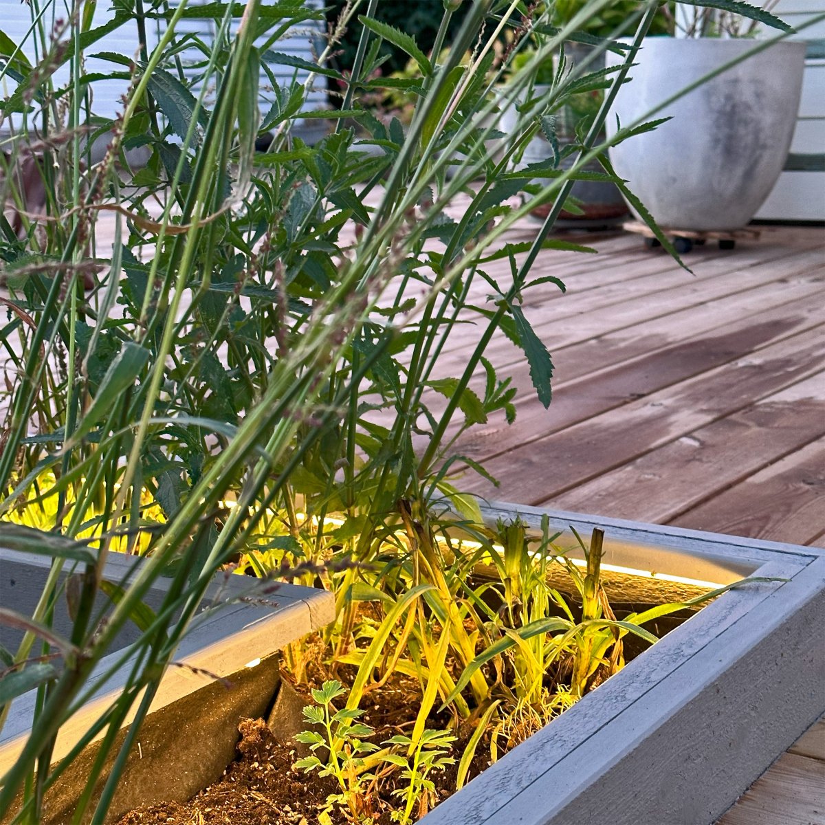 Strip (2.5m) Gjennomsiktig Fra Lightson - Du kan også&aring; fest den på innsiden av en potte eller et blomsterbed der det kan være vanskelig å få til en fin og jevn lett flyt.