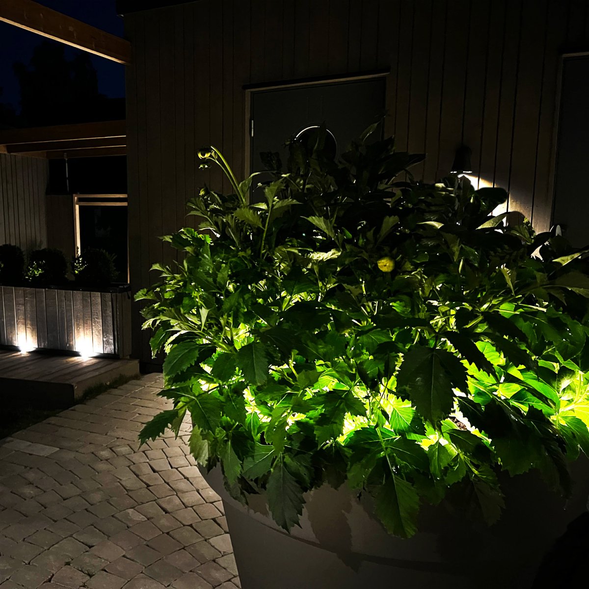 Strip (2.5m) Gjennomsiktig Fra Lightson - Du kan også&aring; fest den på innsiden av en potte eller et blomsterbed der det kan være vanskelig å få til en fin og jevn lett flyt.