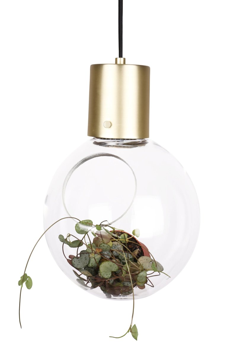 Mini Hole Ø20 Børstet messing Taklampe Fra Globen Lighting - Liten pendel / bordlampe designet med en skr&aring; &aring;pning i den klare glasskulen.